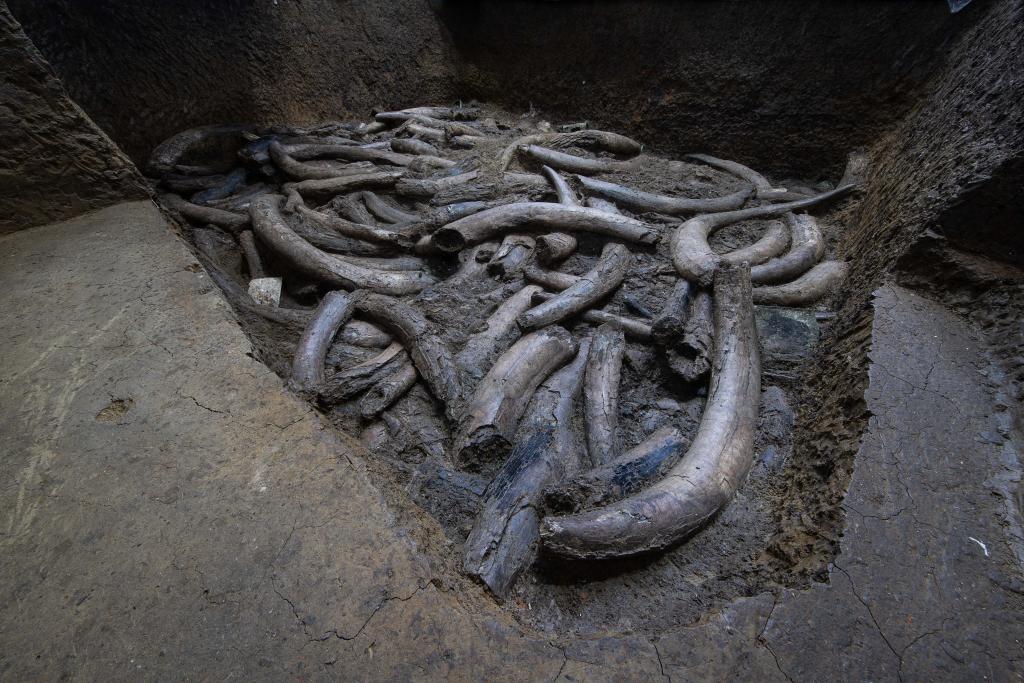 技術(shù)突破!文物醫(yī)生成功“加固”三星堆象牙,國寶終可直面公眾