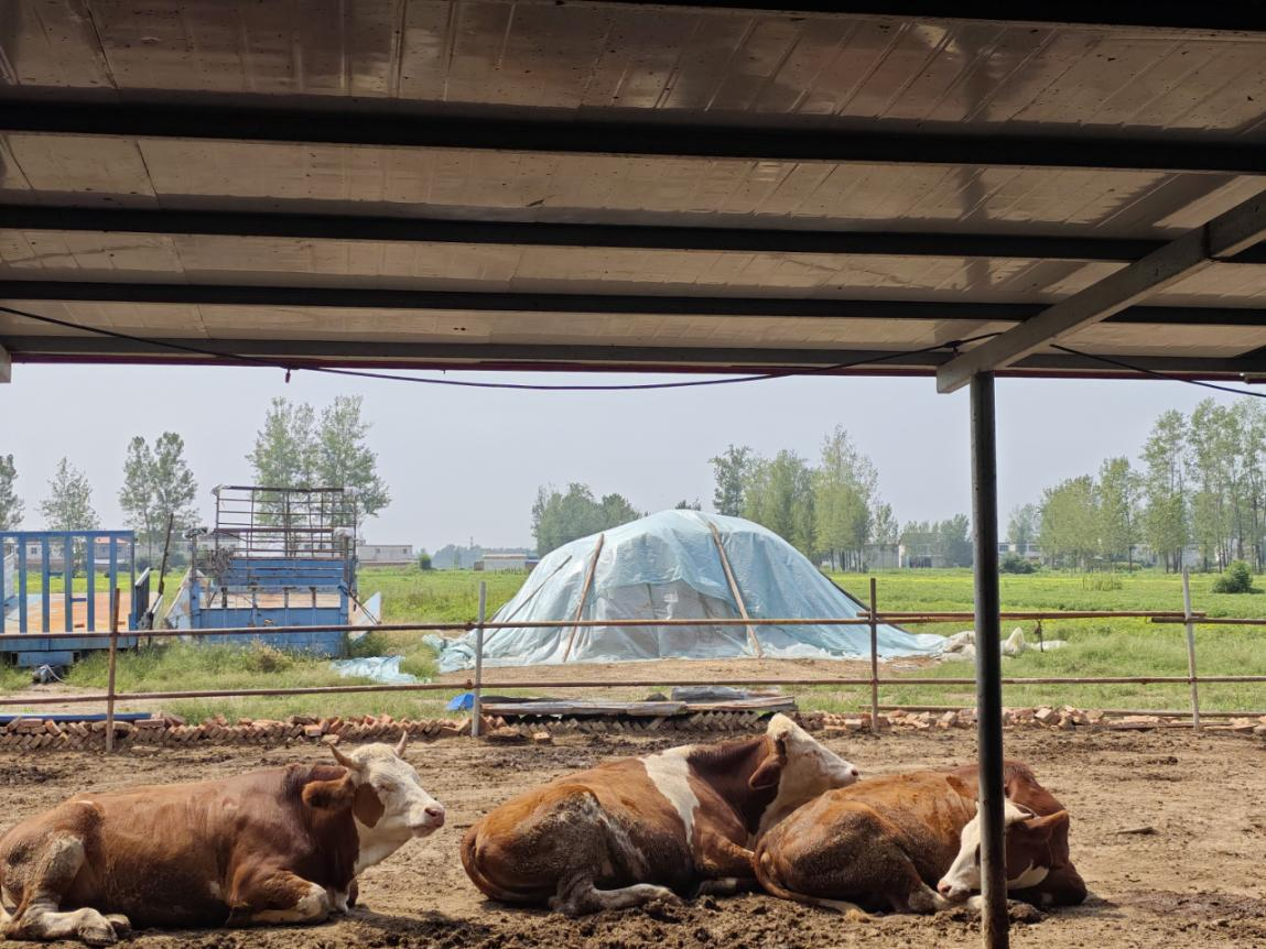 駐馬店市動(dòng)物疫病防疫檢疫中心發(fā)布 2025年10月份動(dòng)物疫病預(yù)警預(yù)報(bào)信息