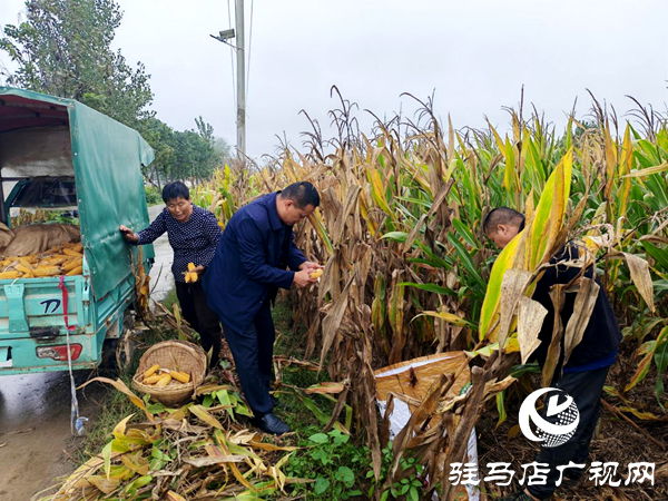 平輿縣陽城鎮：戰陰雨搶農時 守護秋收“糧袋子”