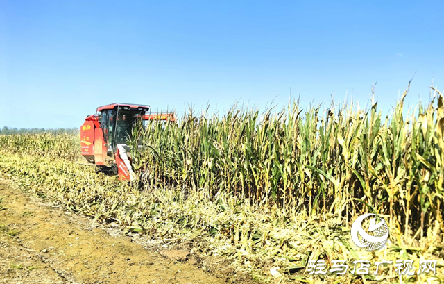 驛城區(qū)水屯鎮(zhèn)干群合力奮戰(zhàn)搶收秋糧