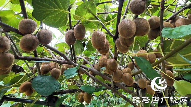 正陽縣閭河鄉:生態種植結碩果 鋪就鄉村振興路