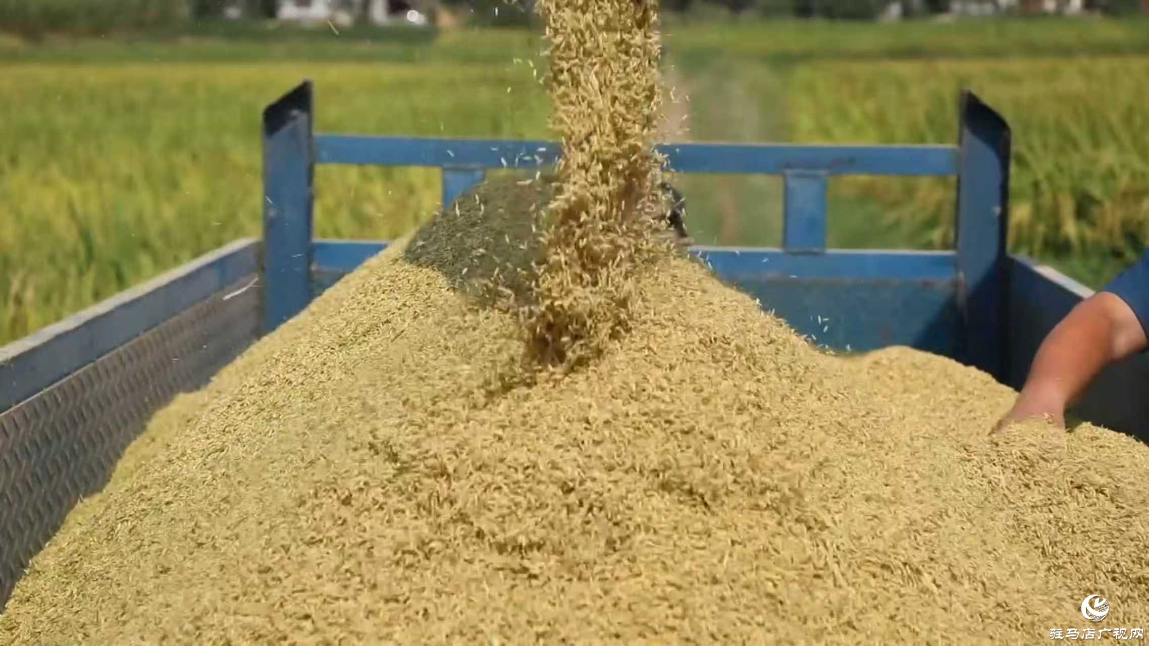 正陽縣:搶抓降雨間歇 全力確保秋糧歸倉