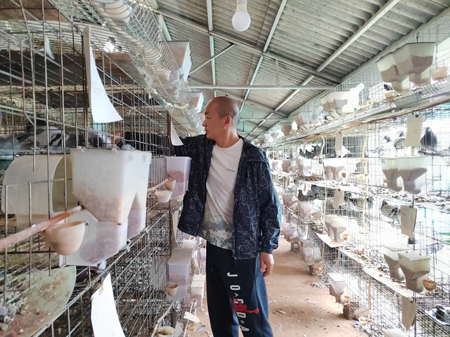 西平縣人和鄉河沿張村： 蛋鴿養殖“啄”開致富門 特色產業繪就振興新圖景?