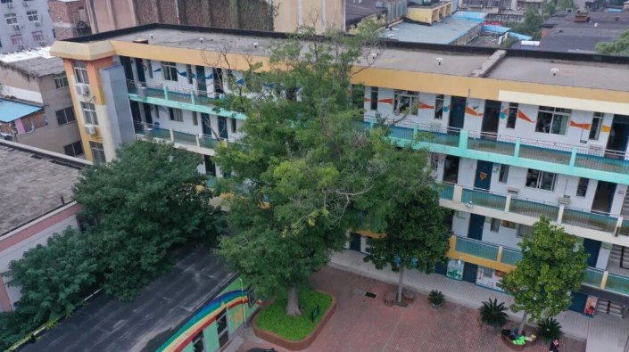 古樹長歌 | 走出“課本”的皂莢樹,藏著一代代人的童年星光