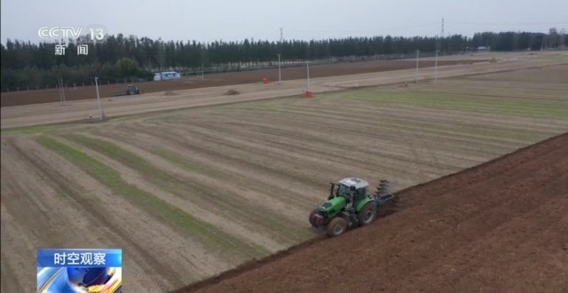 晚播小麥如何保產量?霜降搶秋該怎么搶?專家分析