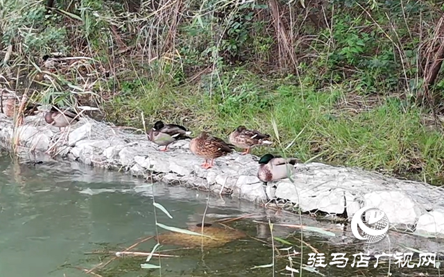 駐馬店市人民公園:人鳥和諧繪秋日美景?