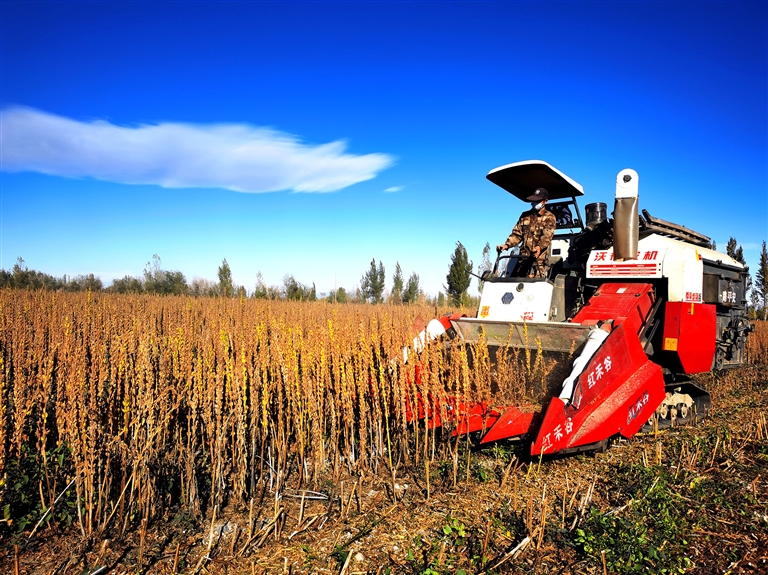 河南芝麻產業為啥“節節高”
