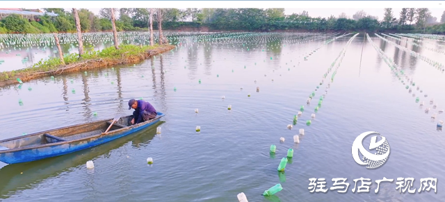 正陽縣寒凍鎮:串起綠色“生態鏈” 繪出多元“共富圖”