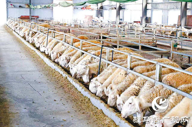 正陽縣寒凍鎮:串起綠色“生態鏈” 繪出多元“共富圖”