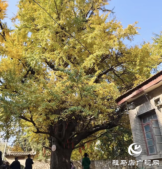 確山北泉寺千年銀杏披“金甲”滿樹詩(shī)意醉游人